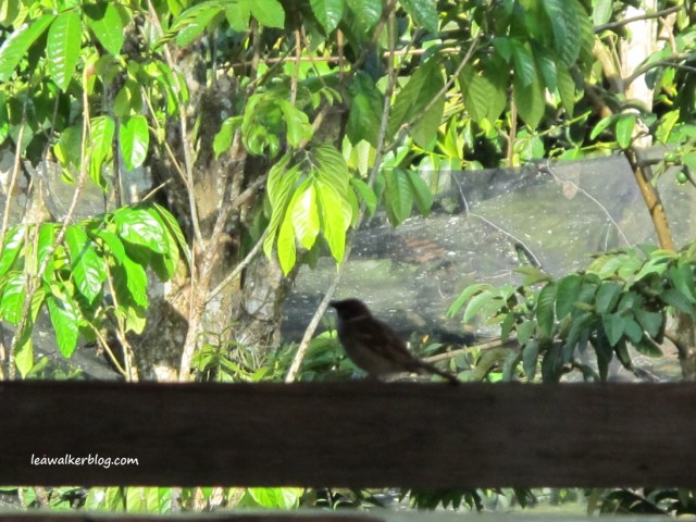 Our early morning visitor. :)