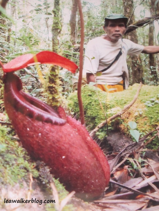 I wonder if this was the one they found in Bukidnon? I took this photo at the picture frame in the cottage. :) 