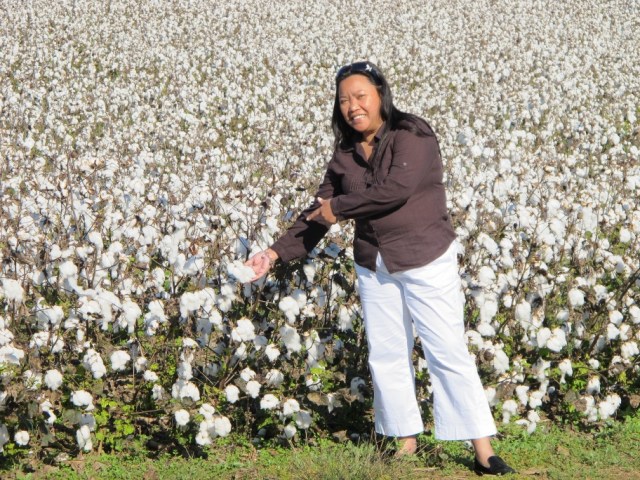 At a cotton plantation in Tennessee , USA. 
