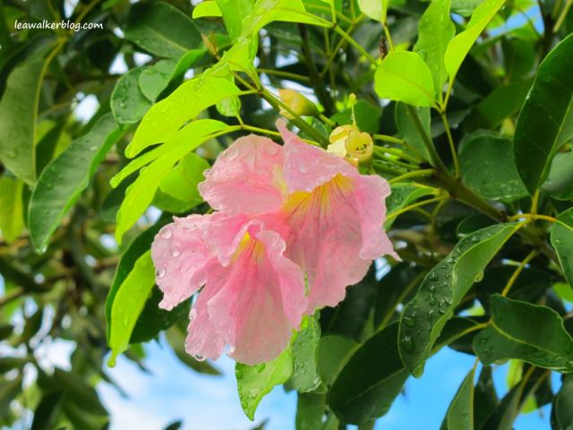 Another colorful flower in our subdivision road.. 