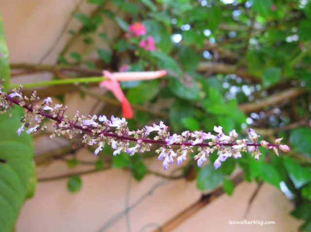 I did not know that mayana blooms? It's supposedly a herbal plant. John like its deep violet leaves.  