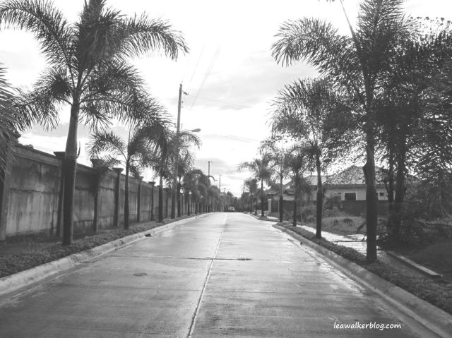 Black and White capture of the pine trees.. 