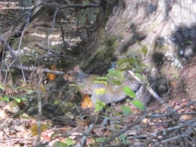 Shiloh National Park