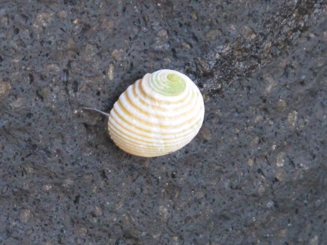 Shell on the rock.. :)