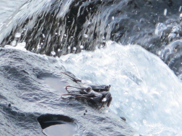 Small crab.. 
