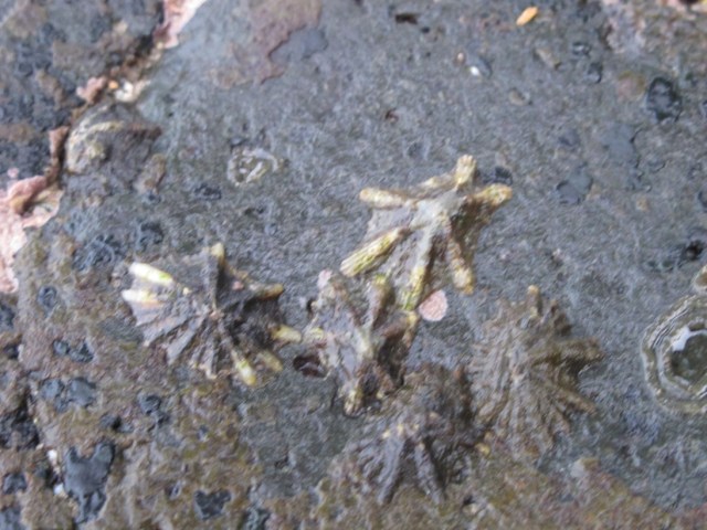 Clams have attached themselves to the rocks.. It's so cool! 