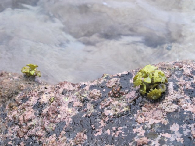 I don't know what this plant is.. It looked so cute on the rocks.. 