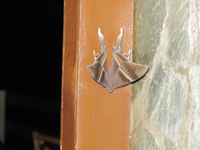 Our night time visitor. Stayed in our verandah. :) 
