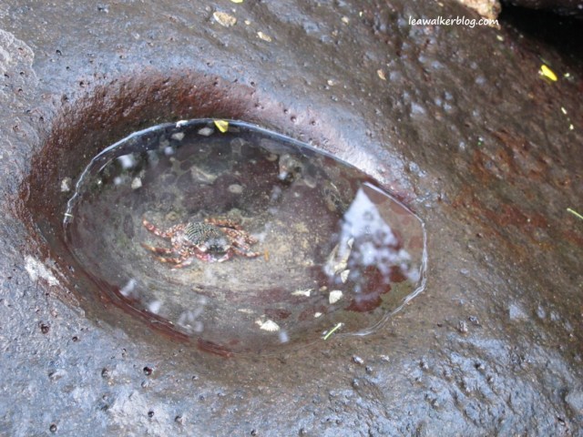 Crab on the rock. At Duka Bay Resort. 