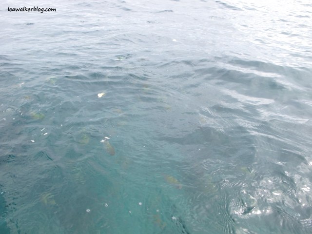 Yellow fishes eating the bread we fed them. :)