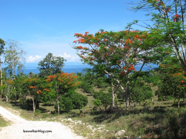 Taken at Brgy. San Remegio, Kaputian, Island Garden City of Samal on May 2, 2013.