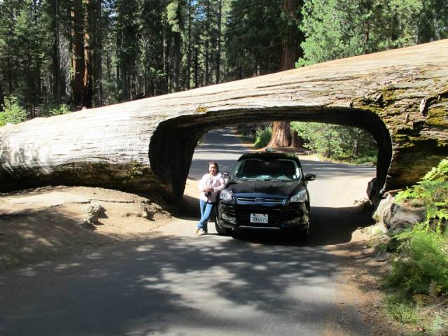 Sequioa National Park