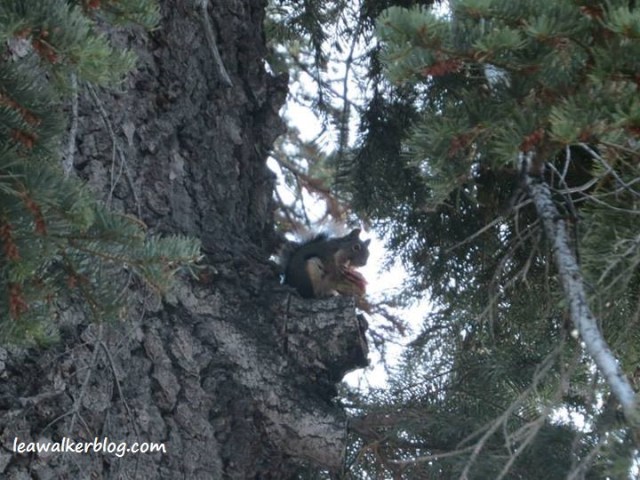 Sequioa National Park squirrel