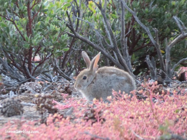 One of the rabbits. :)