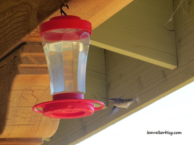Humming bird. 