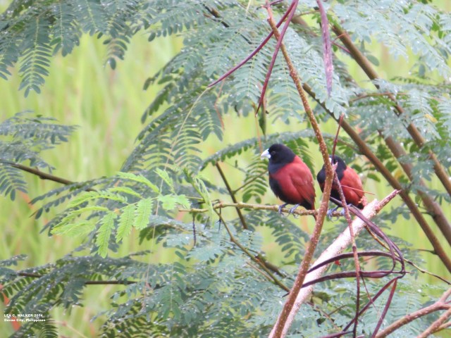 davao city philippines, birds, rainy days
