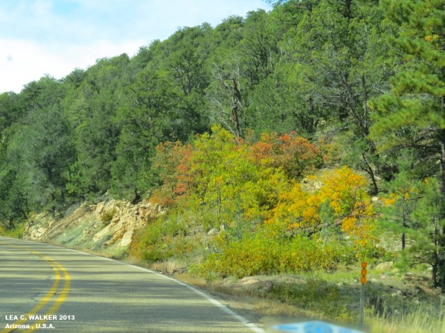 Kaibab National Forest (2)