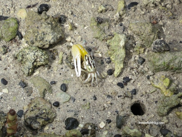 secdea mangrove walk (11)