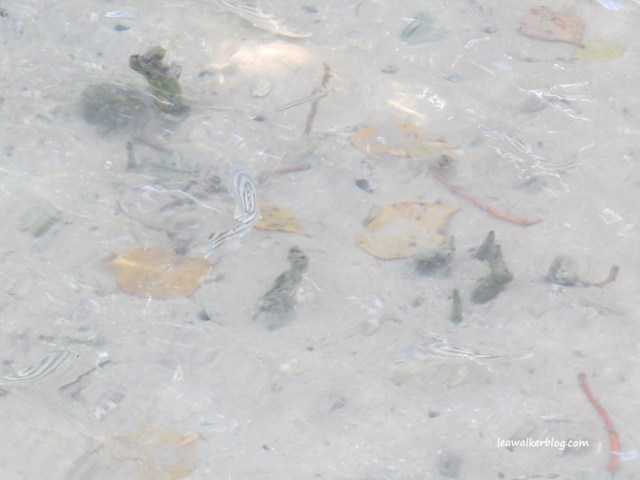 secdea mangrove walk (2)