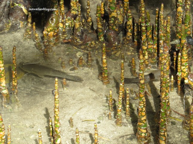 secdea mangrove walk (5)