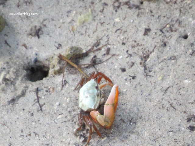 secdea mangrove walk (7)