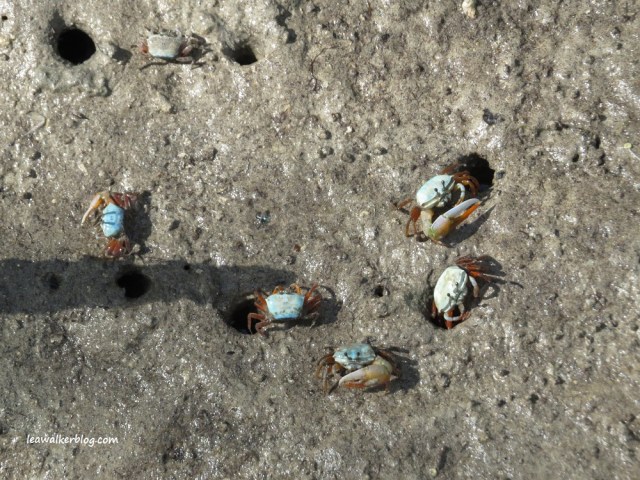 secdea mangrove walk (8)