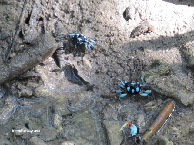 secdea mangrove walk (9)