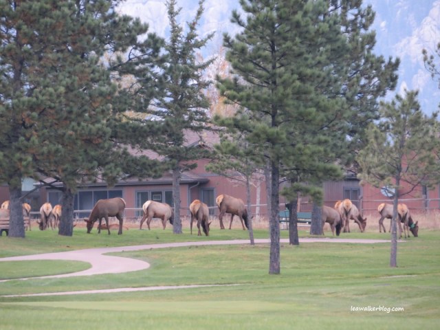 The elks at Ester Park Golf Course. :) They look so cute!