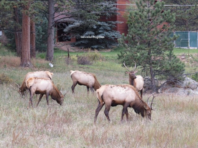 estes park