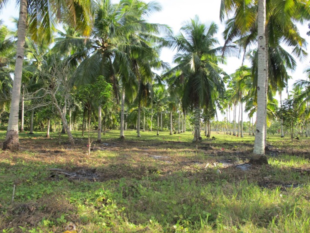 samal island residential property for sale (5)