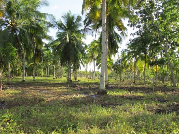 samal island residential property for sale (7)