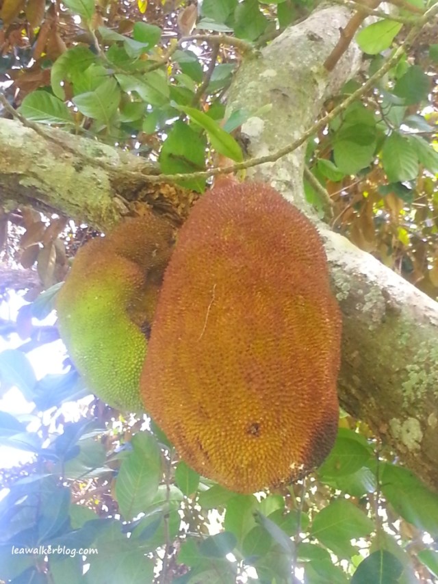jackfruit