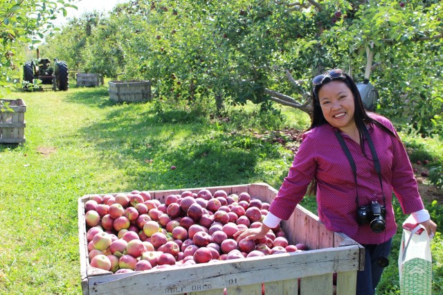apple picking adirondacks mountains (2)
