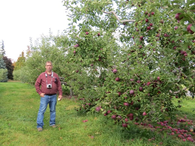 apple picking adirondacks mountains (21)