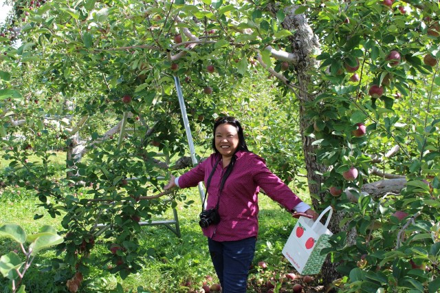 apple picking adirondacks mountains (3)