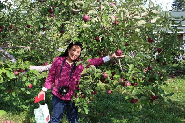 apple picking adirondacks mountains (7)