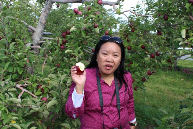 apple picking adirondacks mountains (9)