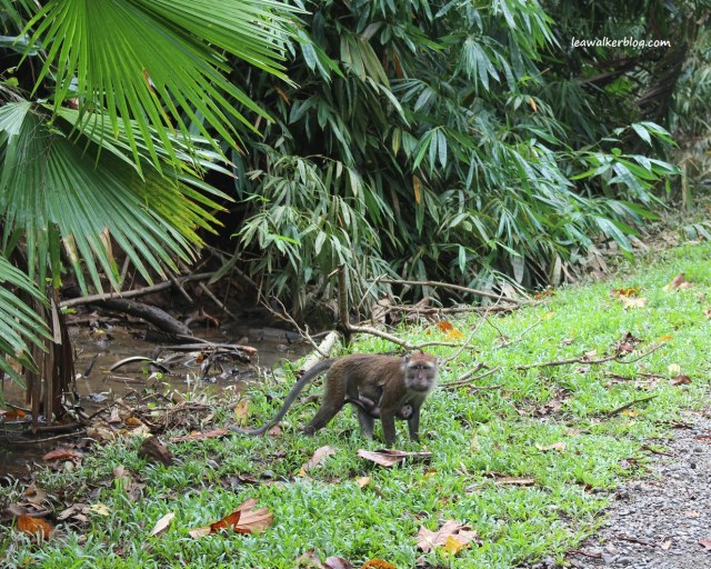 Banana Beach Resort, leawalkerblog (8)