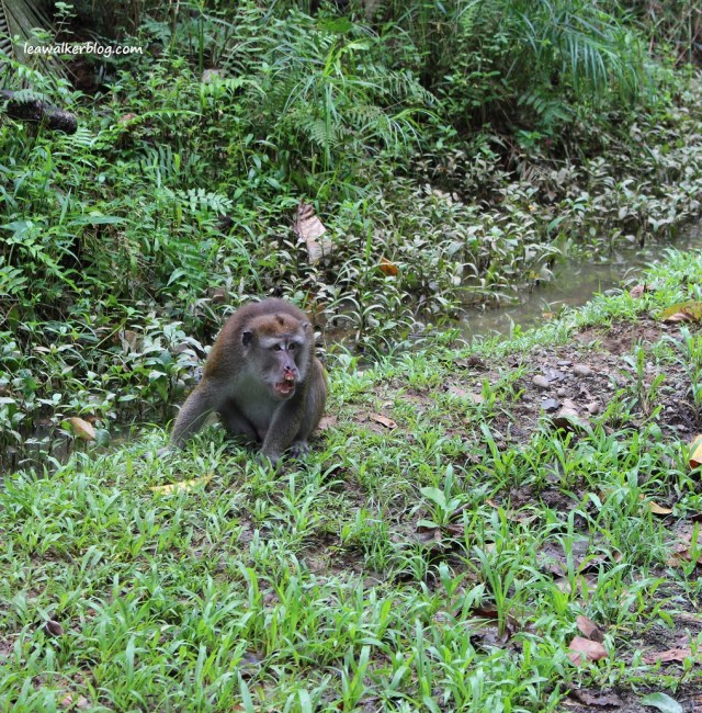Banana Beach Resort, leawalkerblog (9)